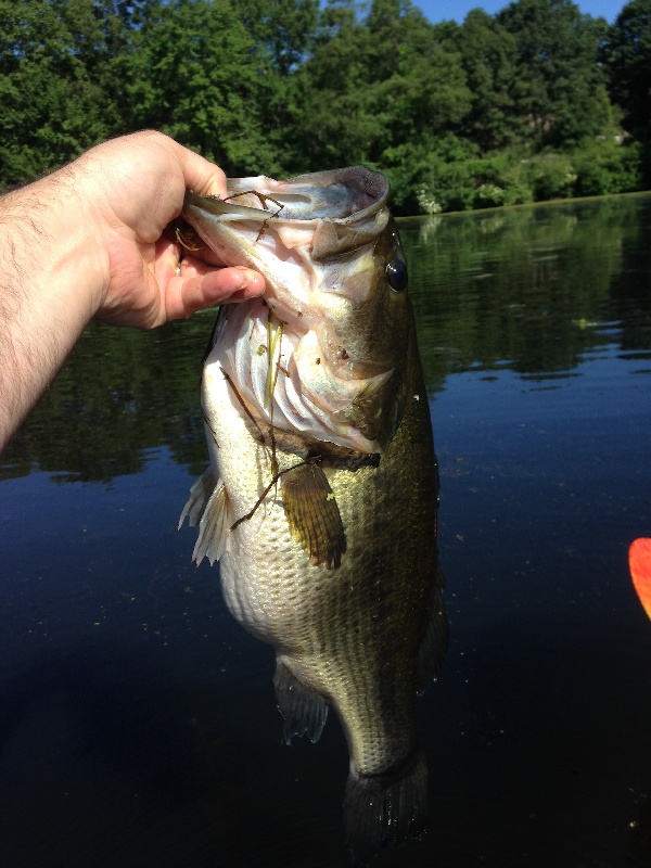 Arlington fishing photo 3