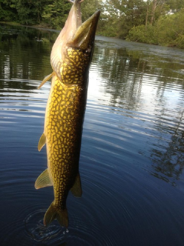 Personal Best Pickerel