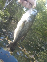 Cranberry Pond