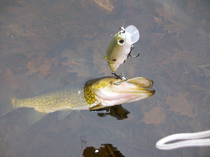 Thomas Spinning Lures Buoyant Spoon - 1/6 oz. - Brown Trout