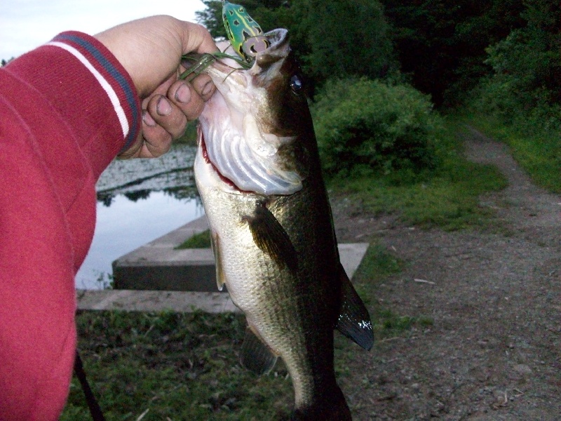 Nice bass