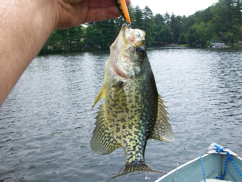 Crappie