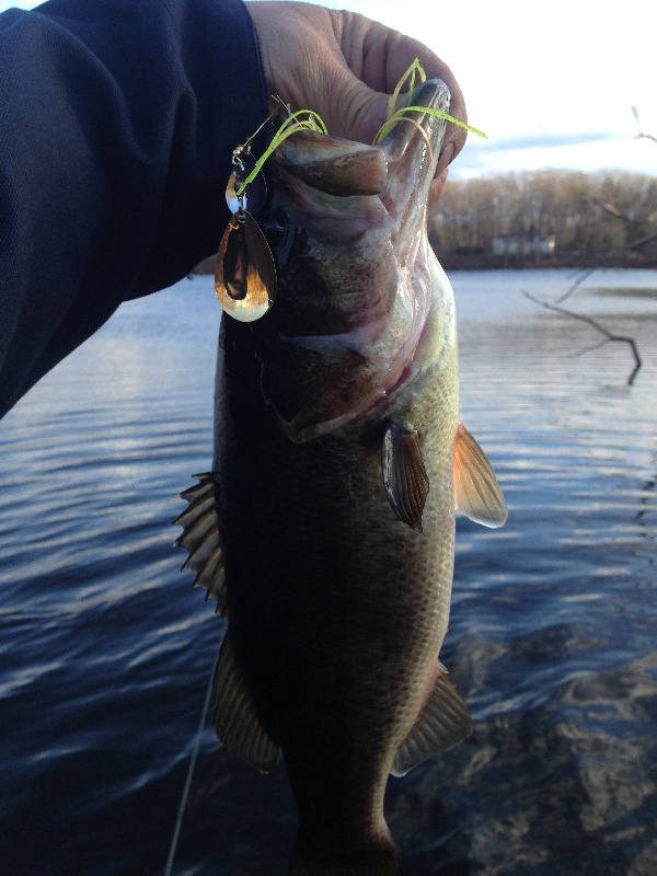 second bass near Waltham