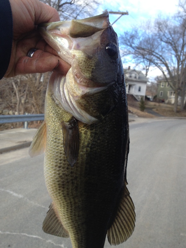 Nice chunk near Waltham