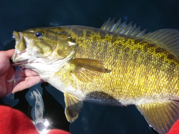 Quabbin  Smallie