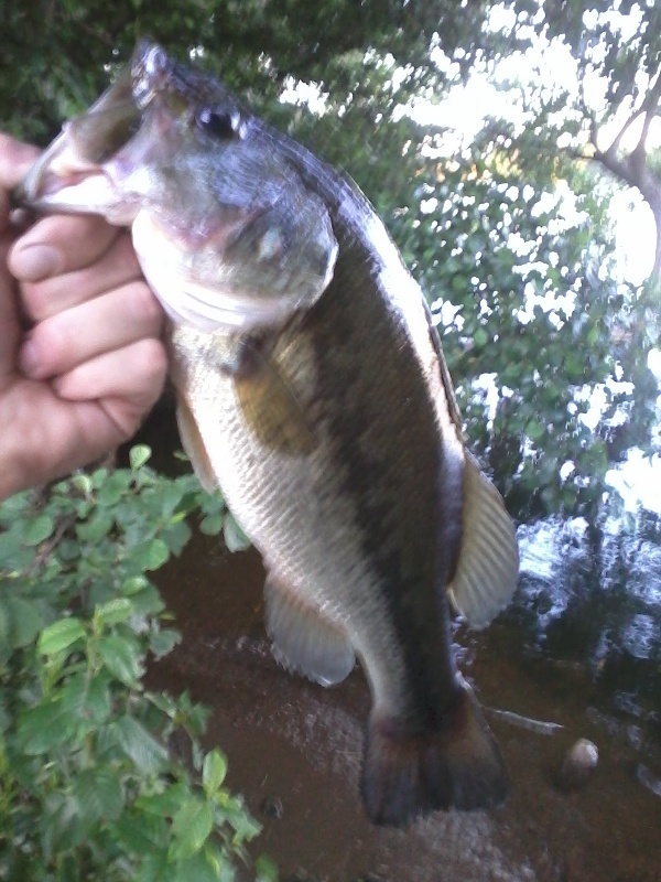 Largemouth