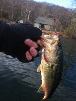 December bassin' Fishing Report